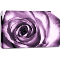 Rose Sanchez - Purple Rose