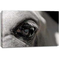 Horse - Black Eye
