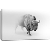 Foggy Wildlife - Bison