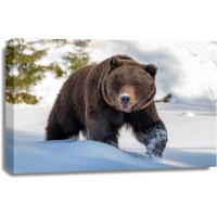 Bear - Having A Walk Through The Snow