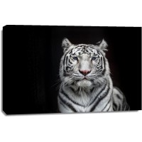 Tiger - Bleached Bengal - White Out of the Dark I