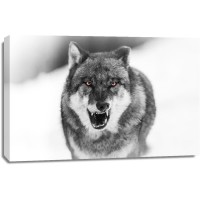 Wolf - Savage - Annoyed