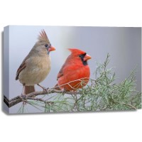 Bird -  Northern Cardinal Couple Sitting On Pine Branch