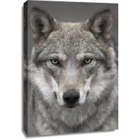 Wolf - Gray - Wild Stare