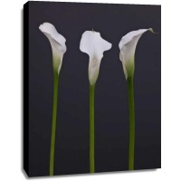 Assaf Frank - Three Calla Lily flowers