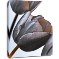 Assaf Frank - Tulip flowers on white background