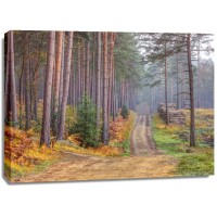Assaf Frank - Road through Autumn forest