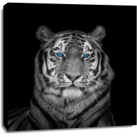Assaf Frank - Blue eyes tiger face