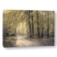 Assaf Frank - Pathway through forest