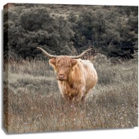 Assaf Frank - Highland Cow I