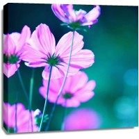 PhotoINC Studio - Pink Flowers