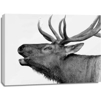 PhotoINC Studio - Deer