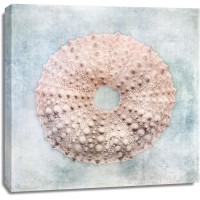 Christine Zalewski - Blue Cream Sea Urchin