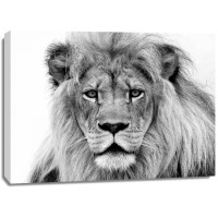 William Franklin - Male Lion