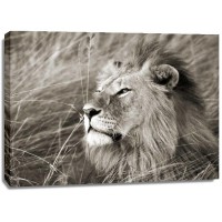 Frank Krahmer - African Lion, Masai Mara, Kenya