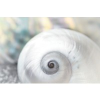 Dina Marie - Pearl Lite Seashell