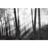 Monte Nagler - Mystical Forest and Sunbeams
