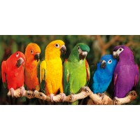 Mike Jones - Rainbow Parrots