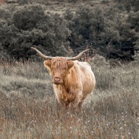 Assaf Frank - Highland Cow I