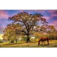 Celebrate Life Gallery - Under The Old Oak Tree