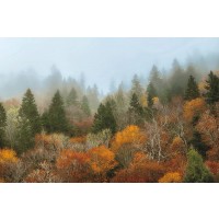 D. Burt - Autumn Mountain