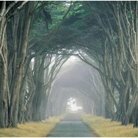 Loren Soderberg - Corridor of Cypress