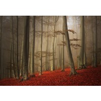 Brian Kurts - Forest Mist  