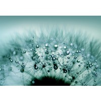 Torhild Adrijana - Water Drops on Dandelion  