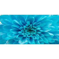Amanda Raynold - Blue Chrysanthemum  