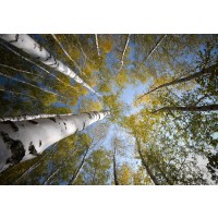 Idan Myrddin - Birch Forest, Sky View  