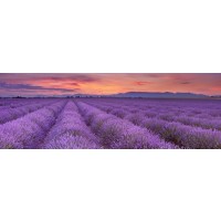 Matt Roots - Fields Of Lavender  