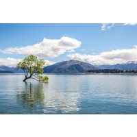 The Wanaka Tree - New Zealand  