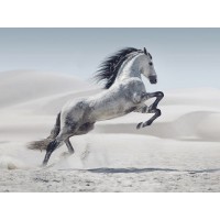 Jocelyn Borivoj - Horse - White On White 