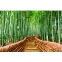 Japan Bamboo Forest - Kyoto  