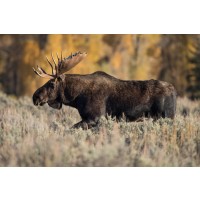 Jeff Schultes - Bull Moose 
