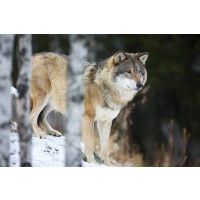 Carina Siegbert - Wolf Standing In The Snow  