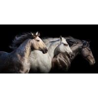 Edith Leanne - Horses - Run Gallop  