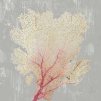 Aimee Wilson - Blush Coral II 