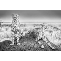 Scheid - Two Cheetahs Watching Out 