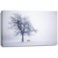 Robert Greeny - Neela Park - Winter Tree in Fog  