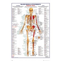 Human Body - Major Muscle Attachments