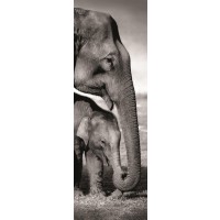 Danita Delimont - Elephants - Indian