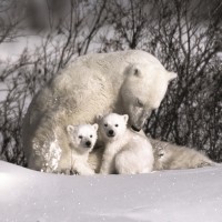 Danita Delimont - Polar Bear - Winter Struggle