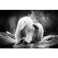 Lars Van de Goor - Cows - Polar Bear - Scratching