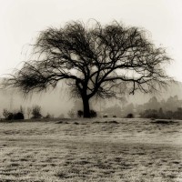 Alan Blaustein - Willow Tree
