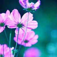 PhotoINC Studio - Pink Flowers