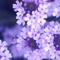 PhotoINC Studio - Purple Flowers