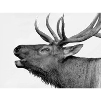 PhotoINC Studio - Deer