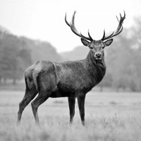PhotoINC Studio - Proud Deer