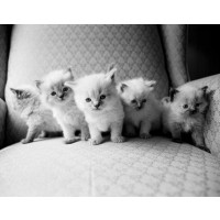 Kim Levin - Five Kittens